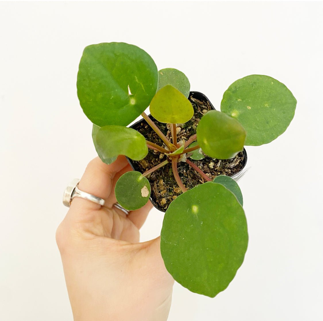 Pilea peperomiodes - The Plant Lady SF