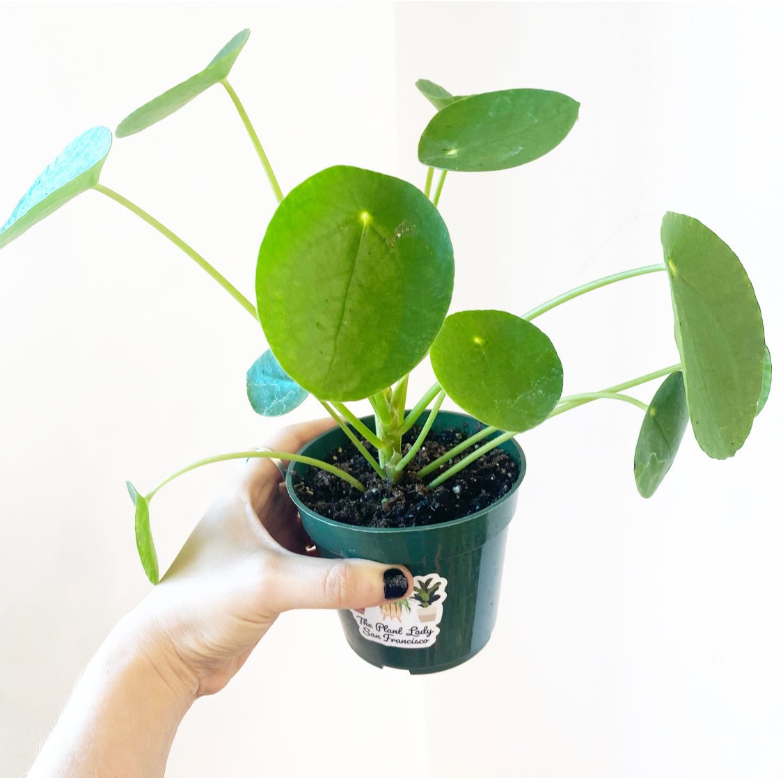Pilea peperomiodes - The Plant Lady SF