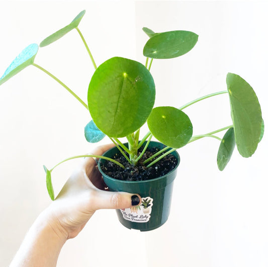 Pilea peperomiodes - The Plant Lady SF