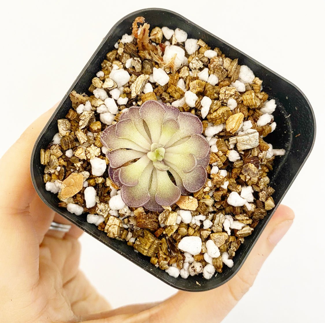 Pinguicula cyclosecta - The Plant Lady SF