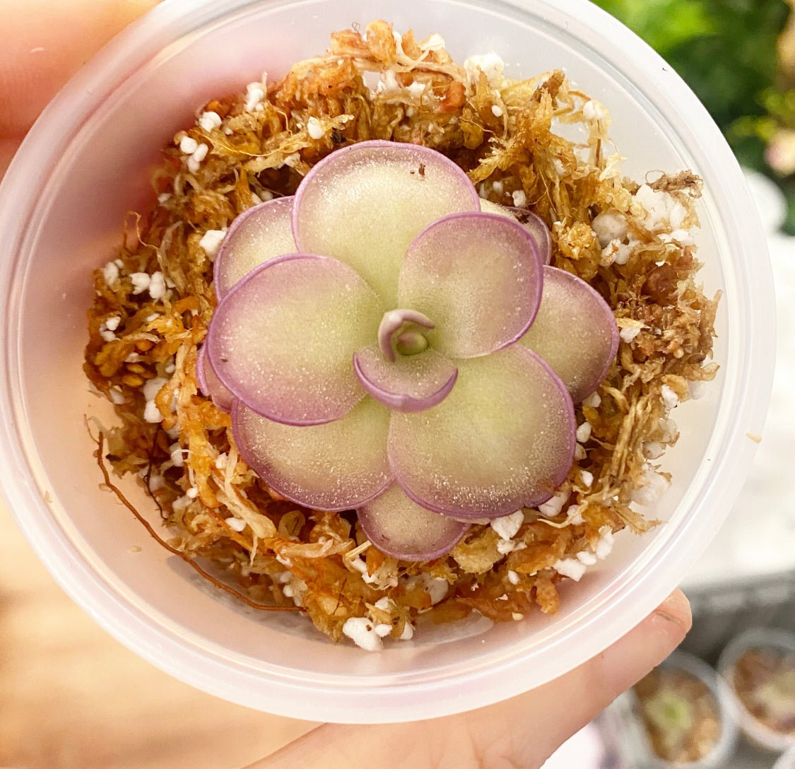 Pinguicula 'Leilani' - The Plant Lady SF