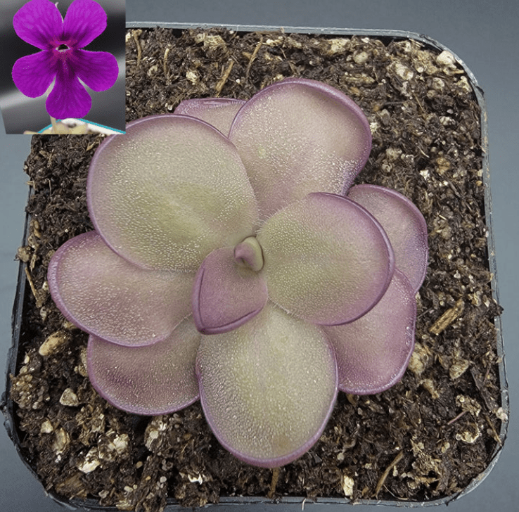 Pinguicula 'Leilani' - The Plant Lady SF