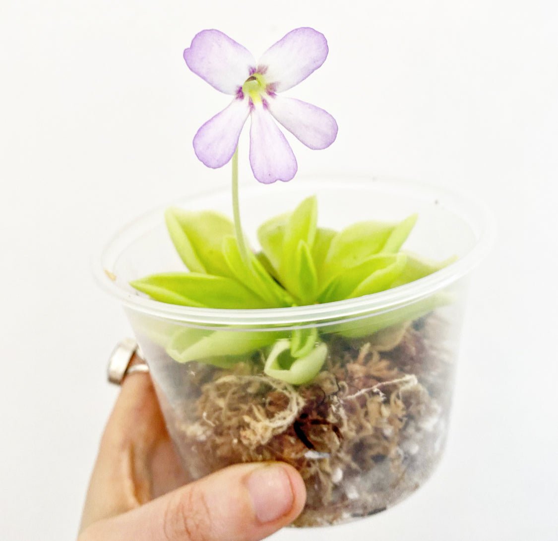 Pinguicula moranensis var. caudata x spec. Guatemala - The Plant Lady SF