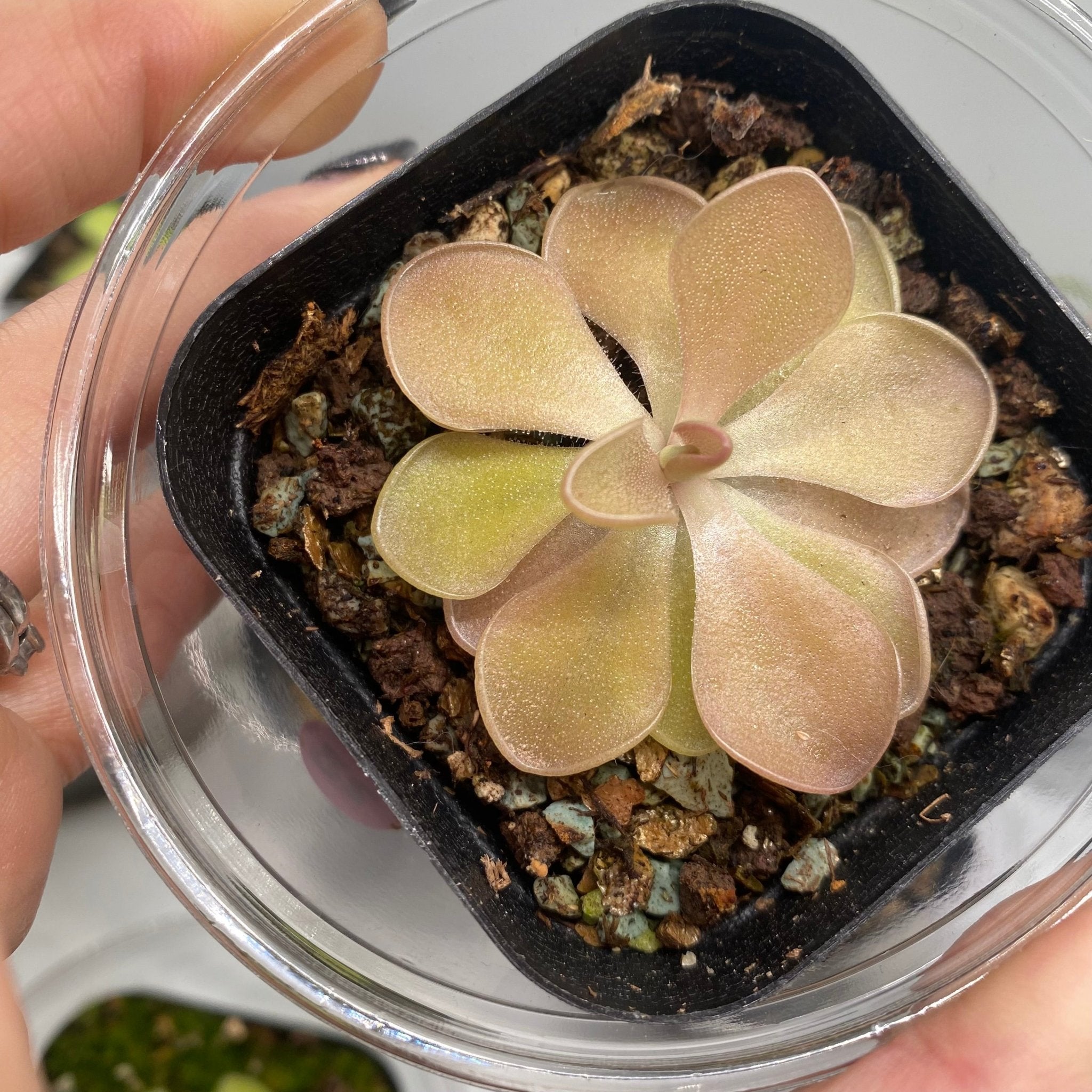 Pinguicula ‘Pirouette’ - Thumbnail 2