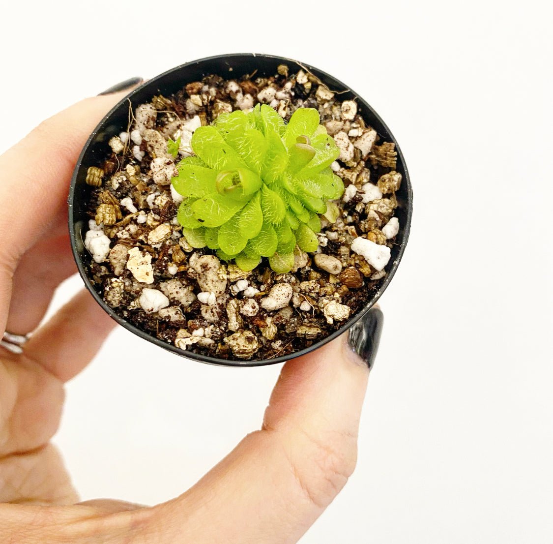 Pinguicula rotundiflora x gracilis - The Plant Lady SF