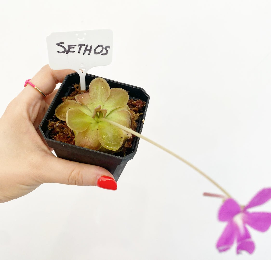 Pinguicula 'Sethos' - The Plant Lady SF