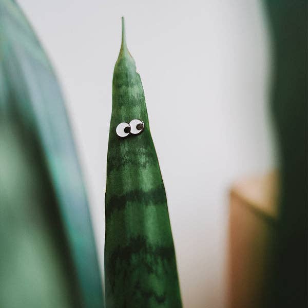 Plant Magnet Googly Eyes / Sunglasses 🧲 (Single) - The Plant Lady SF