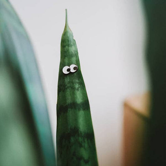Plant Magnet Googly Eyes / Sunglasses 🧲 (Single) - The Plant Lady SF