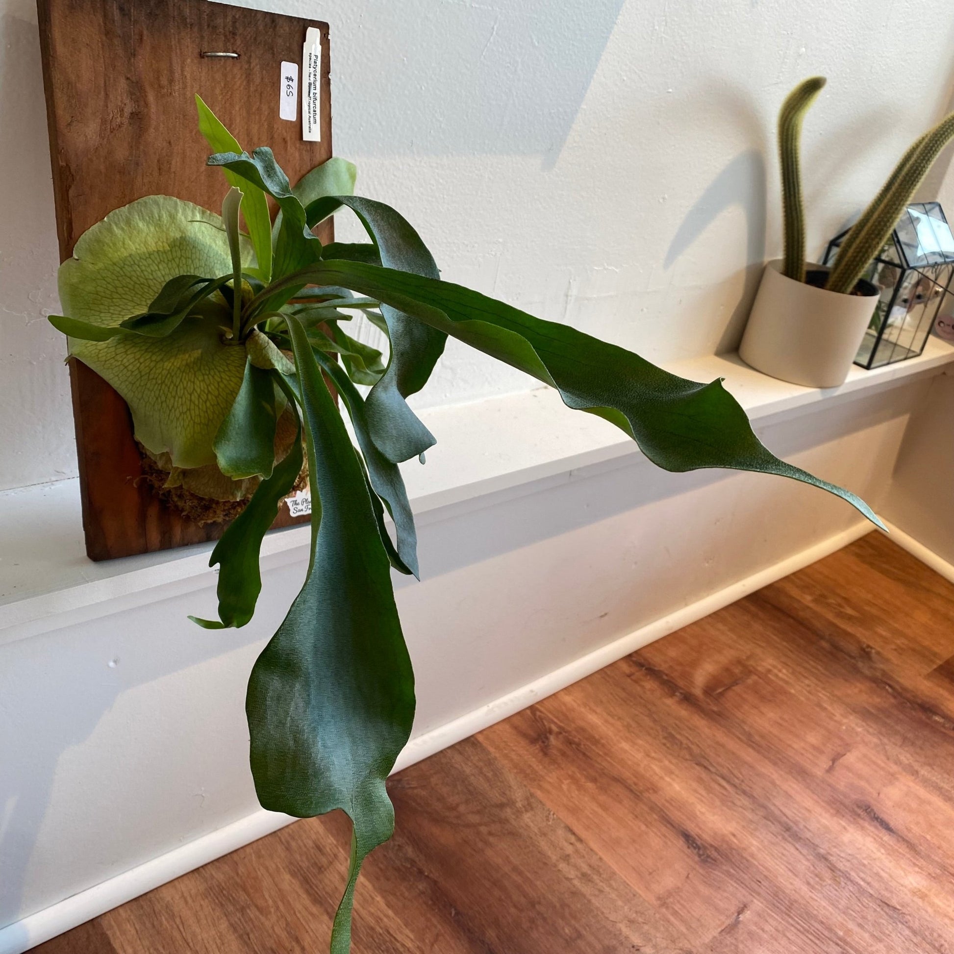 Platycerium bifurcatum ("Common" Staghorn Fern) - The Plant Lady SF