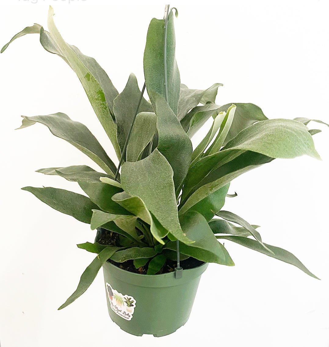 Platycerium bifurcatum ("Common" Staghorn Fern) - The Plant Lady SF