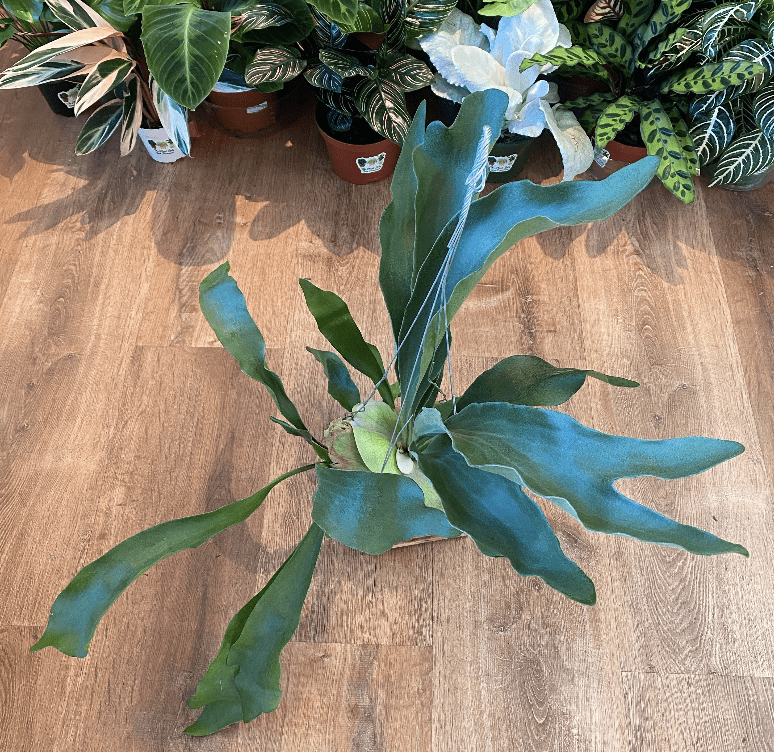 staghorn fern air plant Platycerium bifurcatum ("Common" Staghorn Fern) – The Plant Lady SF