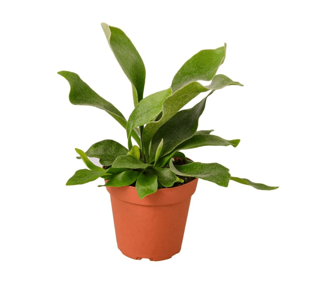 Platycerium bifurcatum ("Common" Staghorn Fern) - The Plant Lady SF