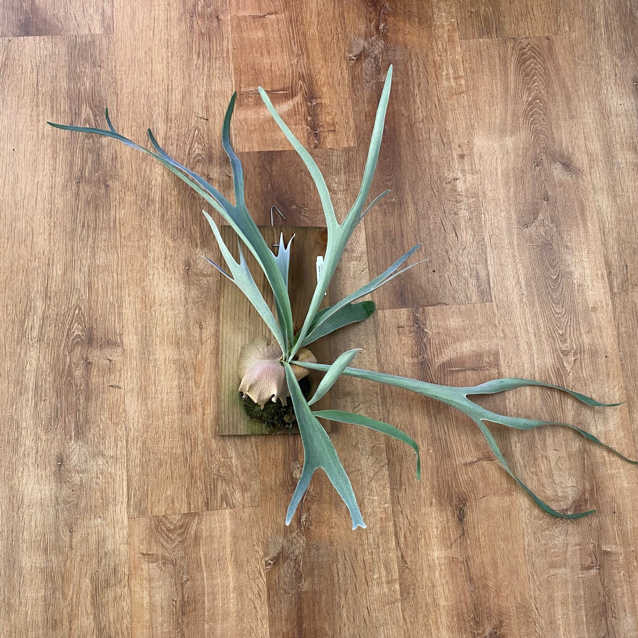 Platycerium veitchii 