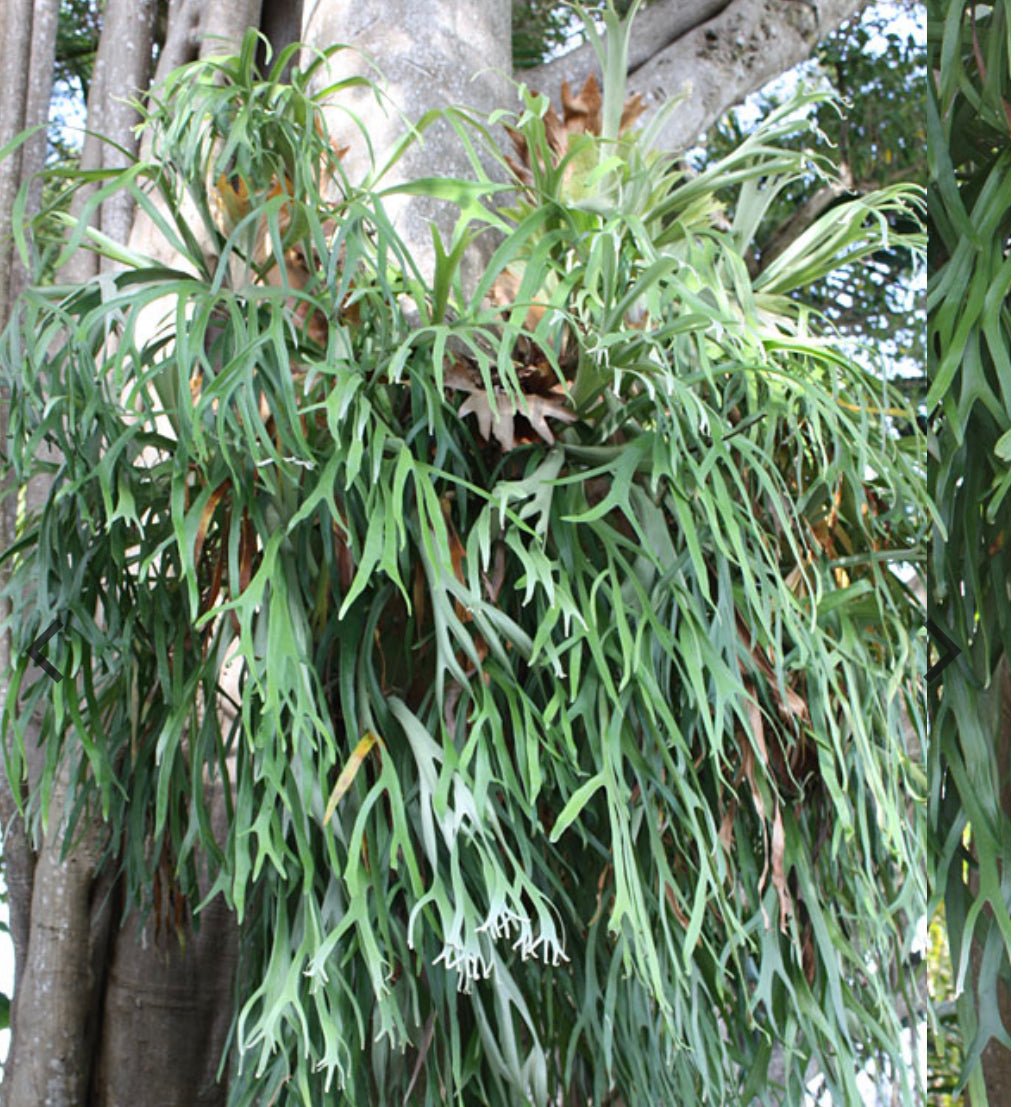 Platycerium veitchii 
