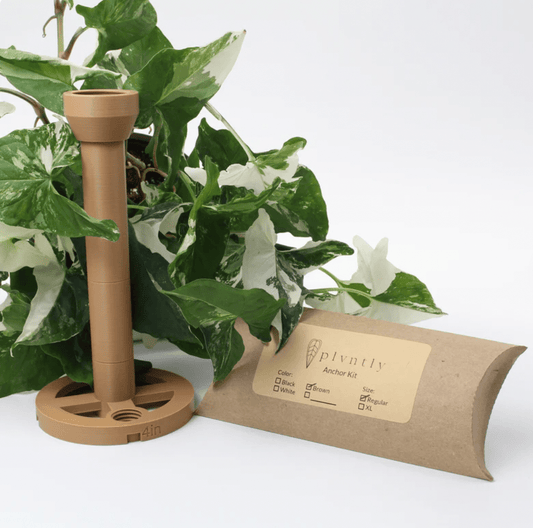 Plvntly Anchor Base Kits - The Plant Lady SF