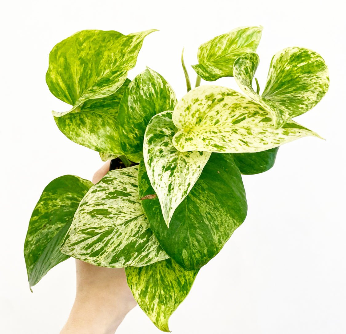 Pothos ‘Marble Queen’ - The Plant Lady SF