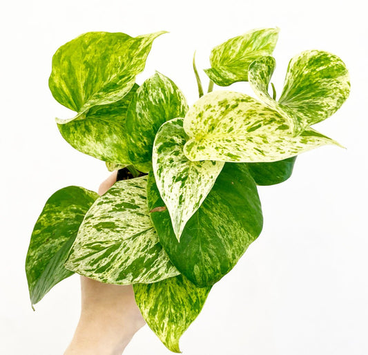 Pothos ‘Marble Queen’ - The Plant Lady SF