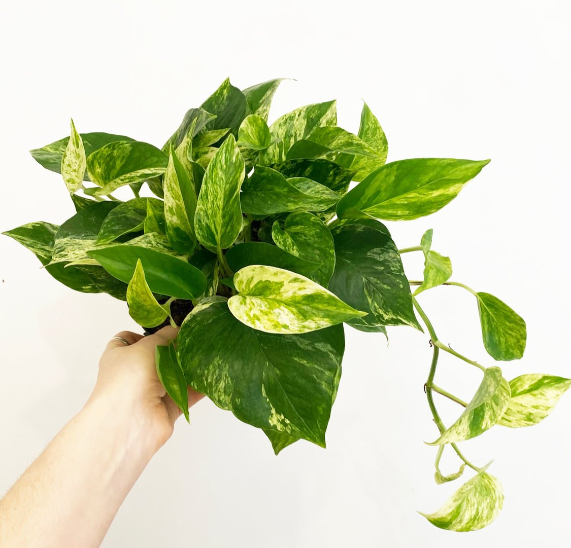 Pothos ‘Marble Queen’ - The Plant Lady SF