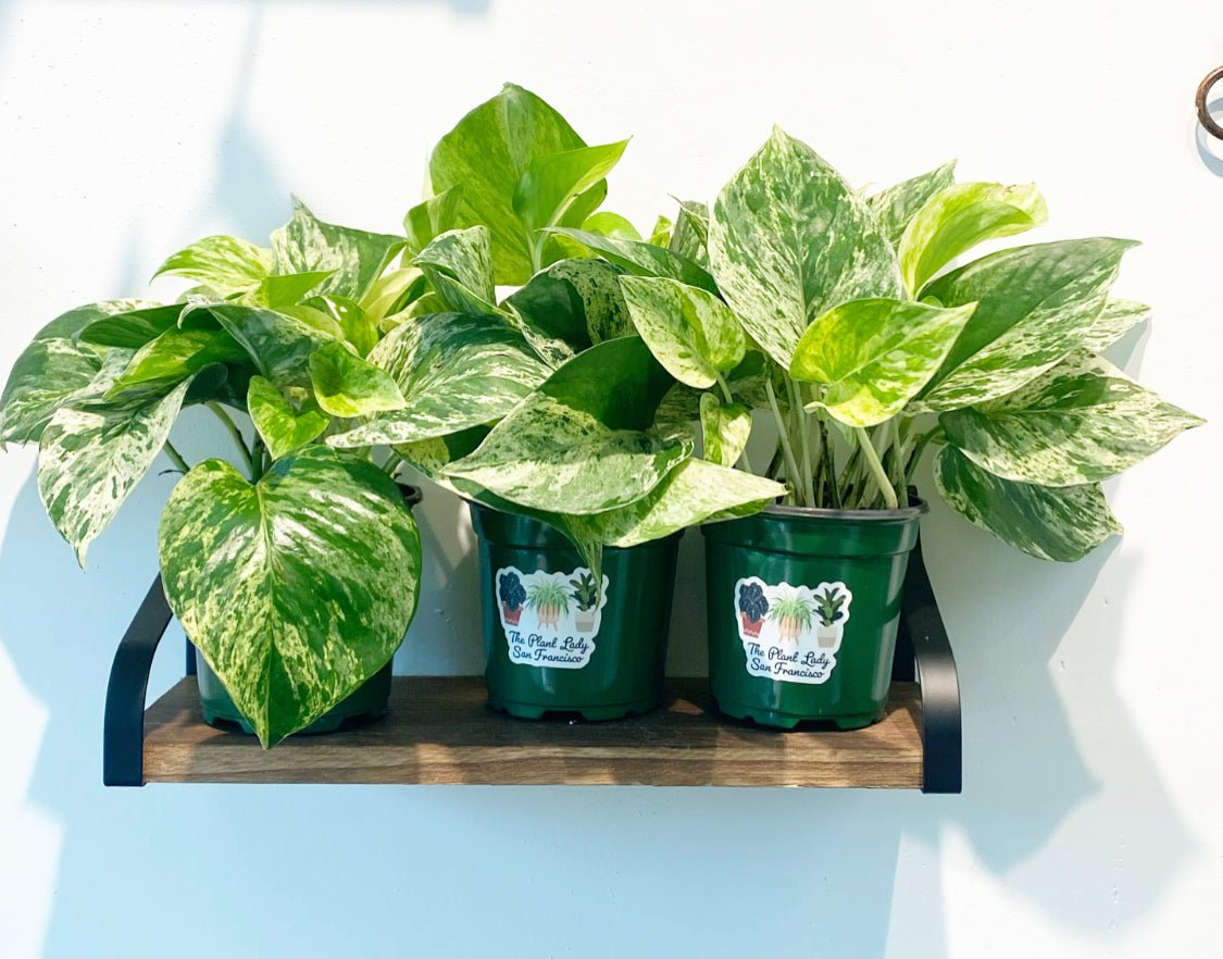 Pothos ‘Marble Queen’ - The Plant Lady SF