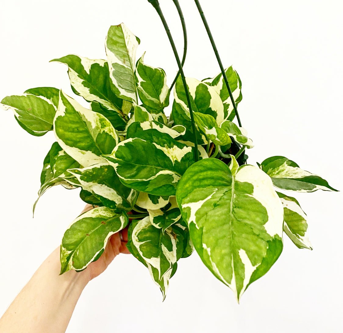 Pothos N' Joy - The Plant Lady SF