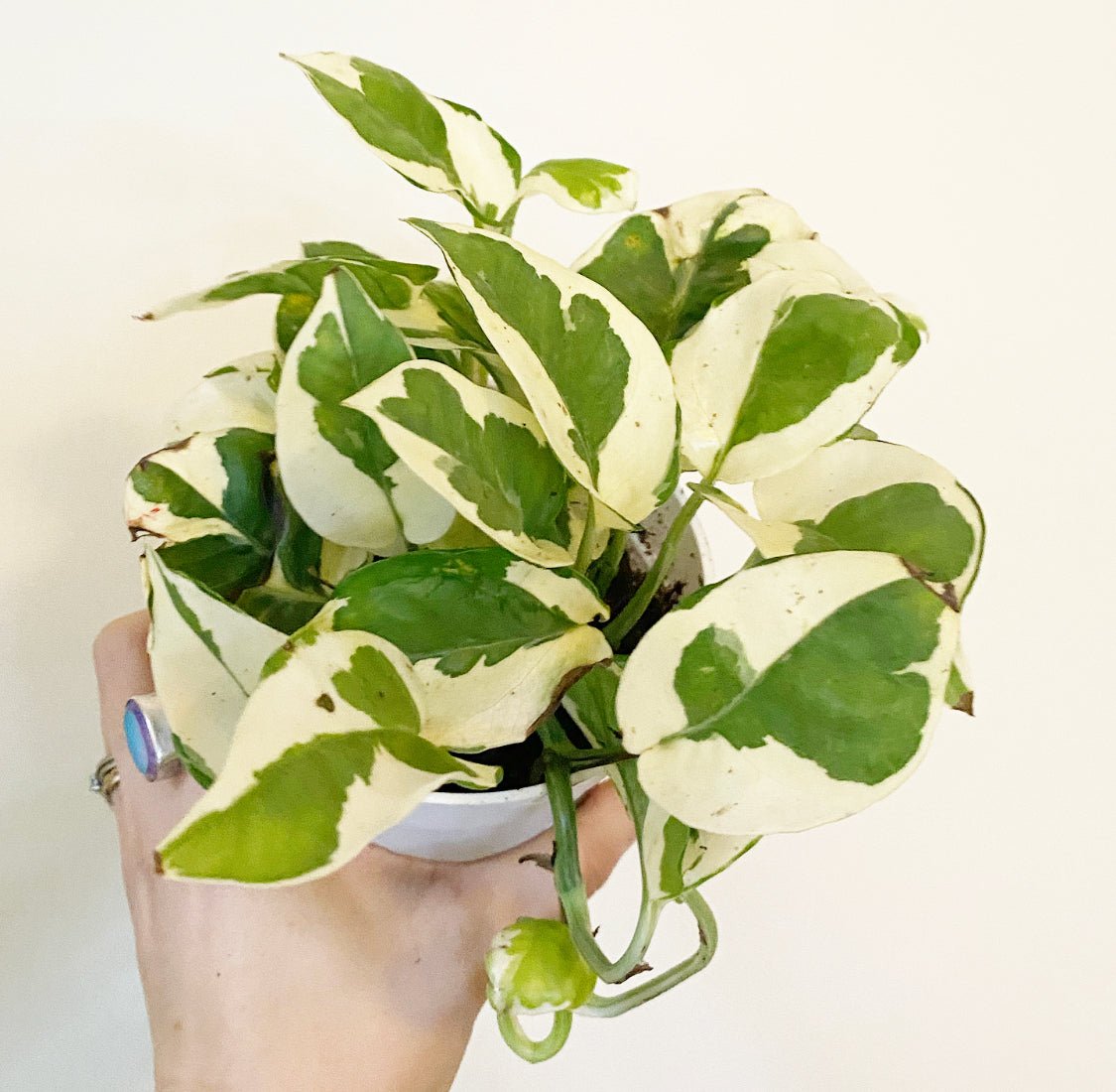 n'joy pothos price Pothos N' Joy – The Plant Lady SF