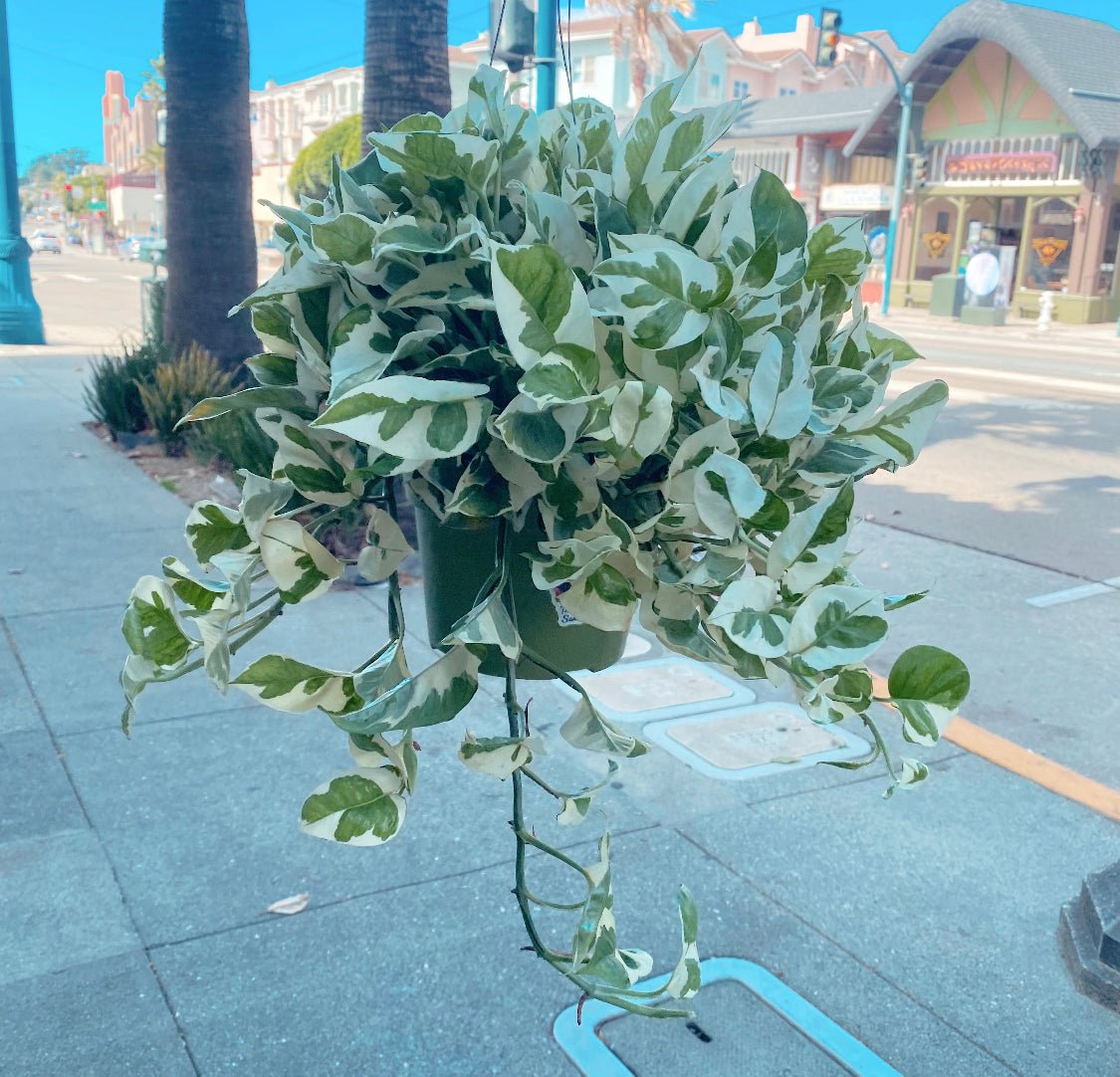Pothos N' Joy - The Plant Lady SF