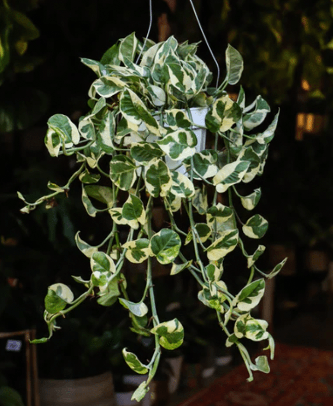 Pothos N' Joy - The Plant Lady SF