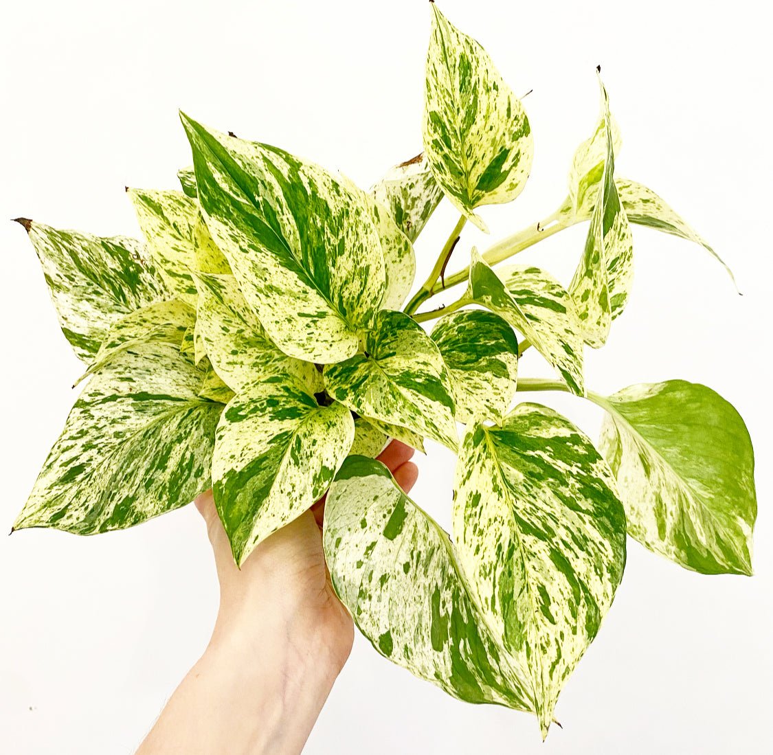 snow pothos plant Pothos 'Snow Queen'