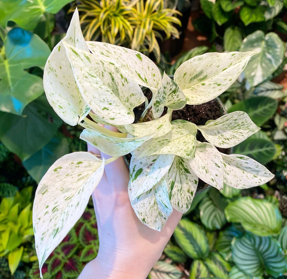 Pothos 'Snow Queen' - The Plant Lady SF