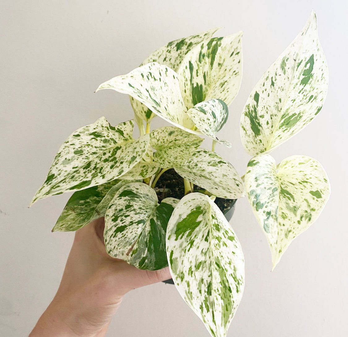 snow queen vs marble queen pothos Pothos 'Snow Queen' – The Plant Lady SF