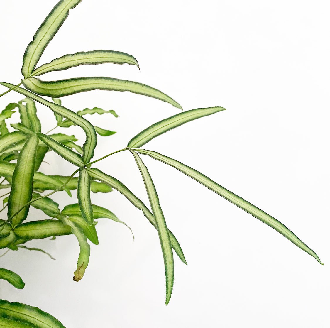 Pteris cretica ‘Albolineata’ (Silver Ribbon Fern) - The Plant Lady SF