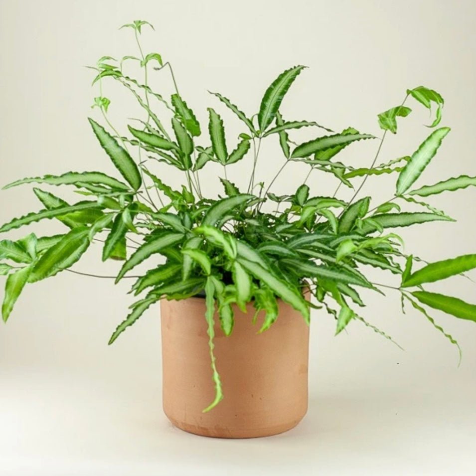 Pteris cretica ‘Albolineata’ (Silver Ribbon Fern) - The Plant Lady SF