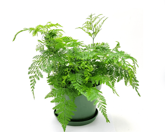 Rabbit’s Foot Fern (Davallia fejeensis) - The Plant Lady SF