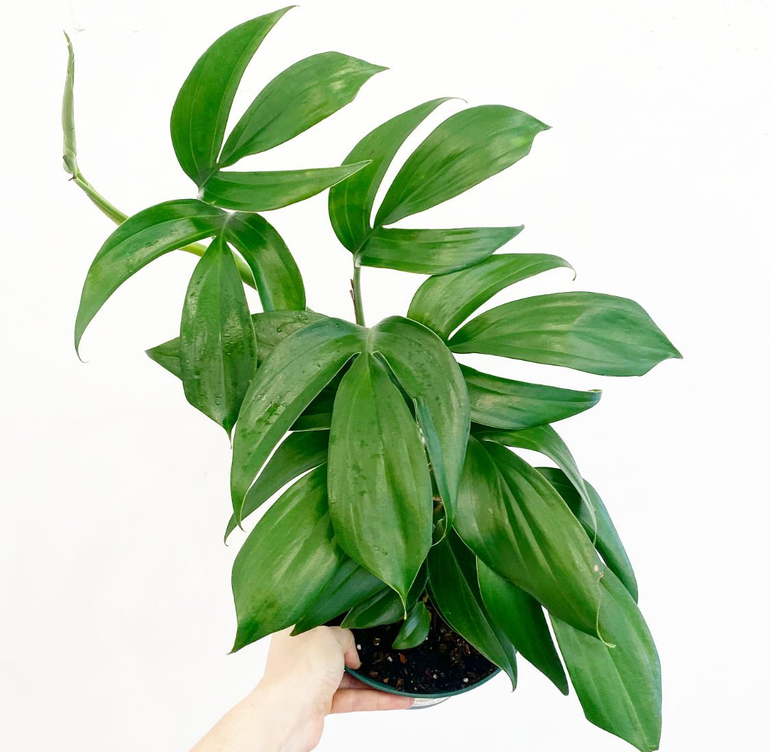 Rhaphidophora decursiva - The Plant Lady SF