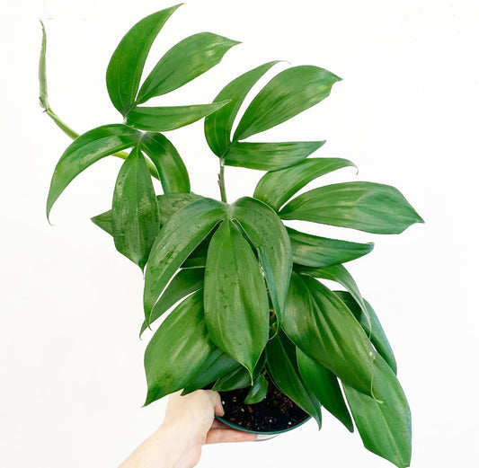 Rhaphidophora decursiva - The Plant Lady SF