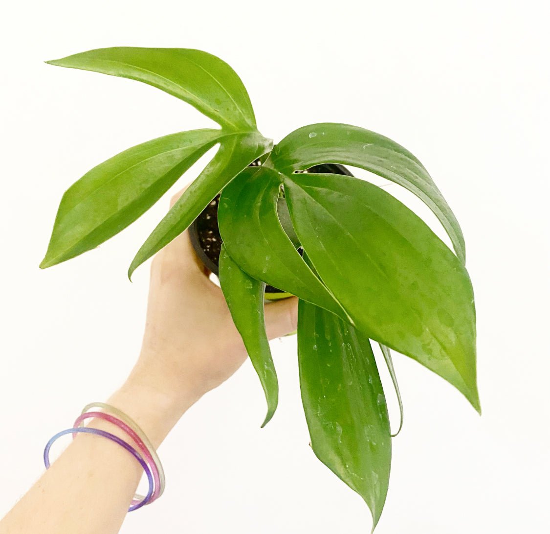Rhaphidophora decursiva - The Plant Lady SF