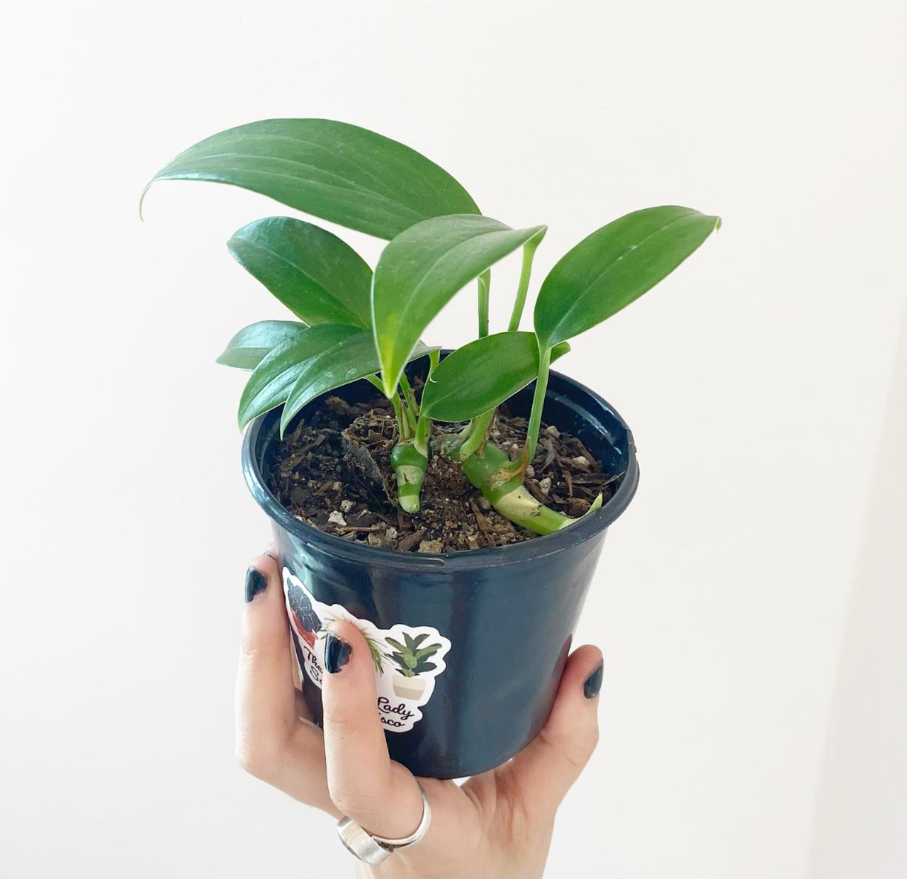 Rhaphidophora decursiva - The Plant Lady SF