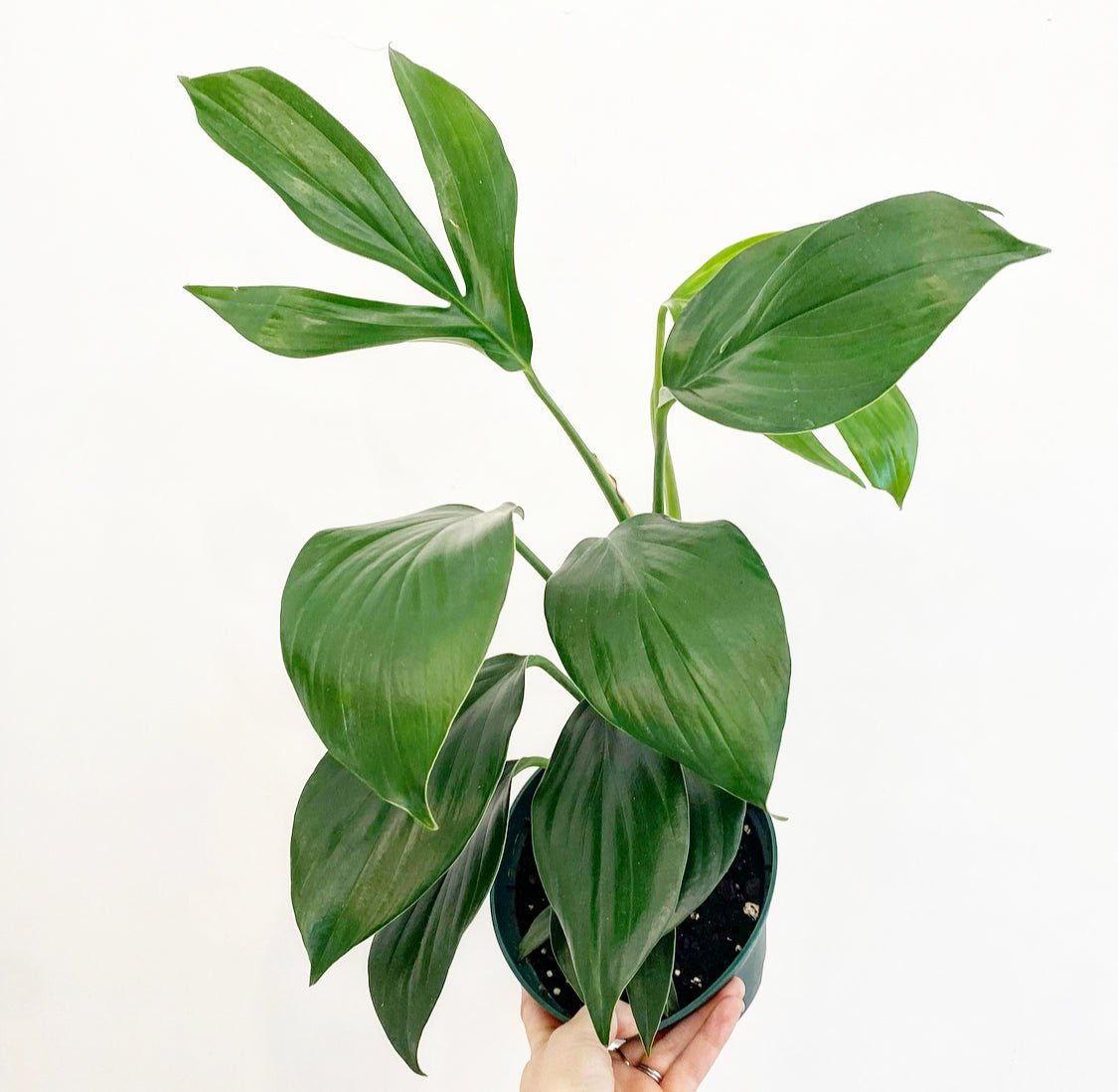 Rhaphidophora decursiva - The Plant Lady SF