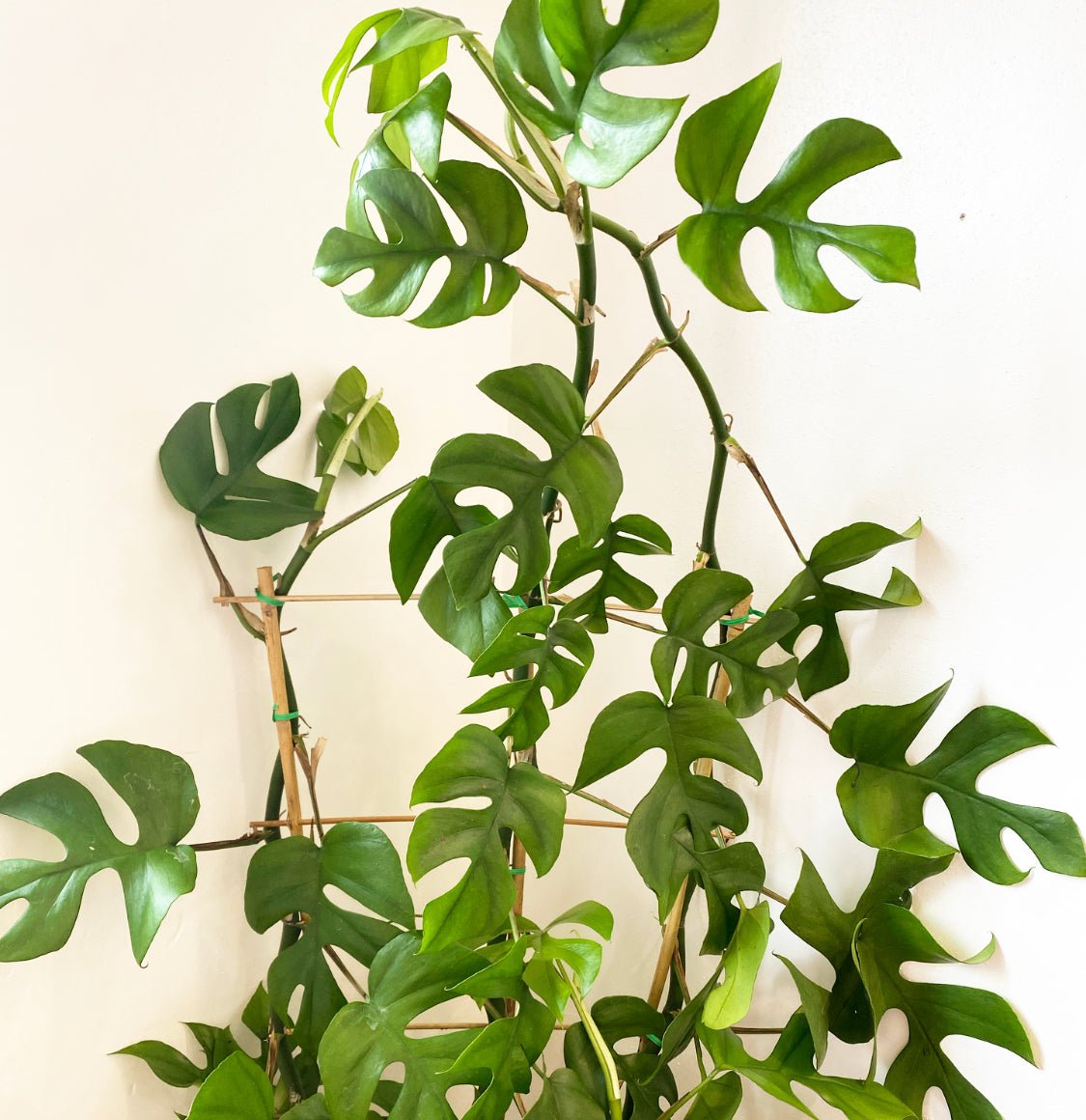 Rhaphidophora tetrasperma - The Plant Lady SF