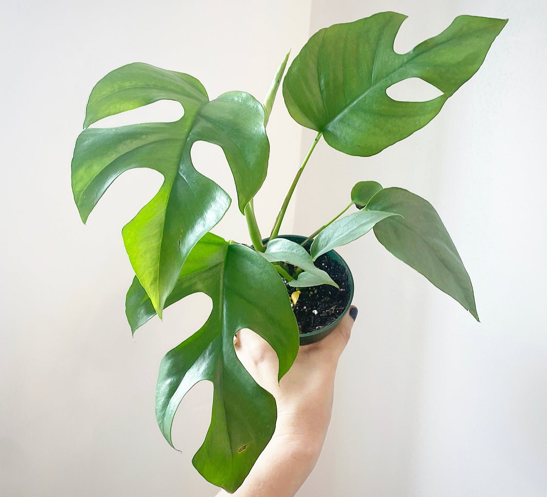 Rhaphidophora tetrasperma - The Plant Lady SF