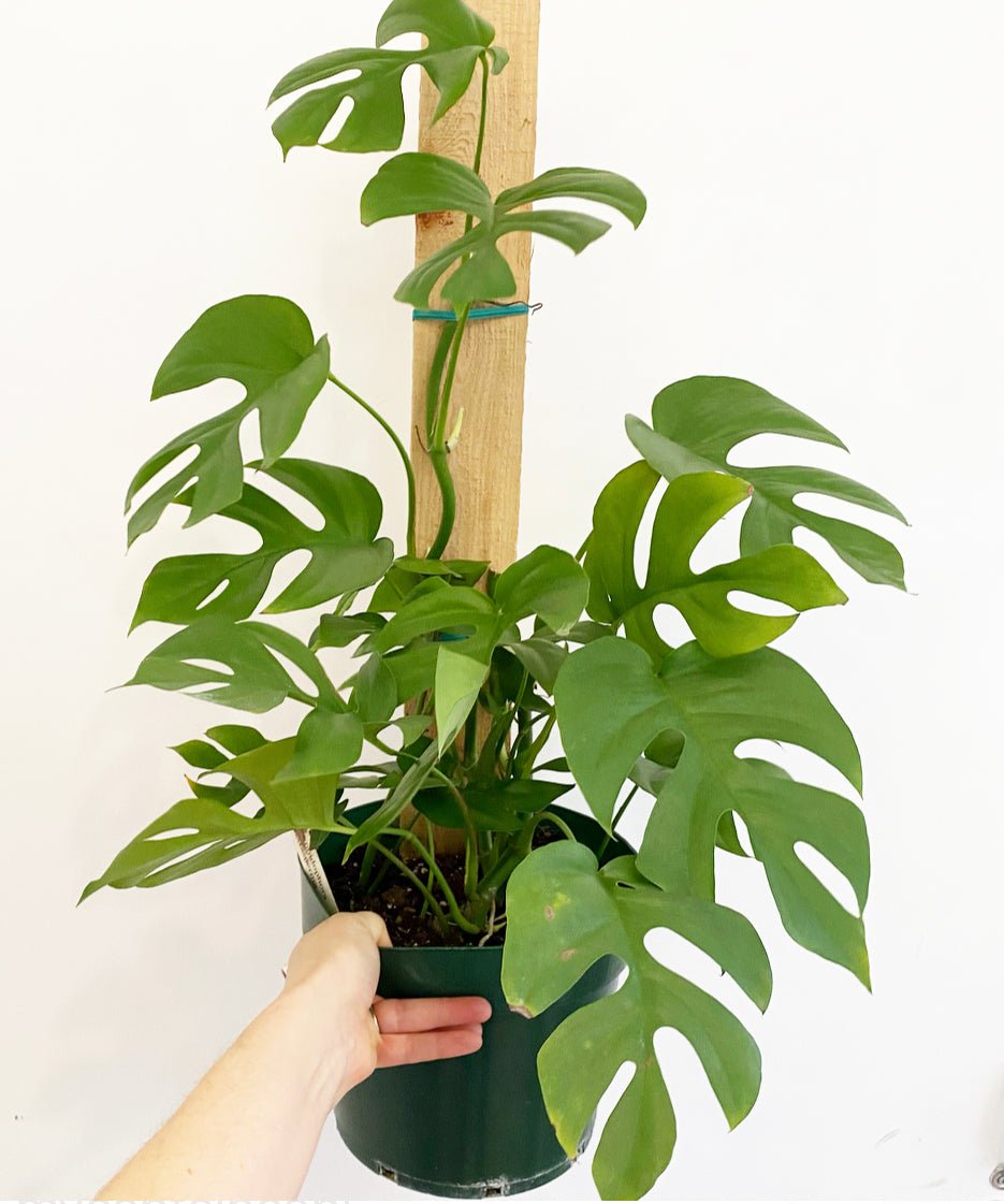 Rhaphidophora tetrasperma - The Plant Lady SF