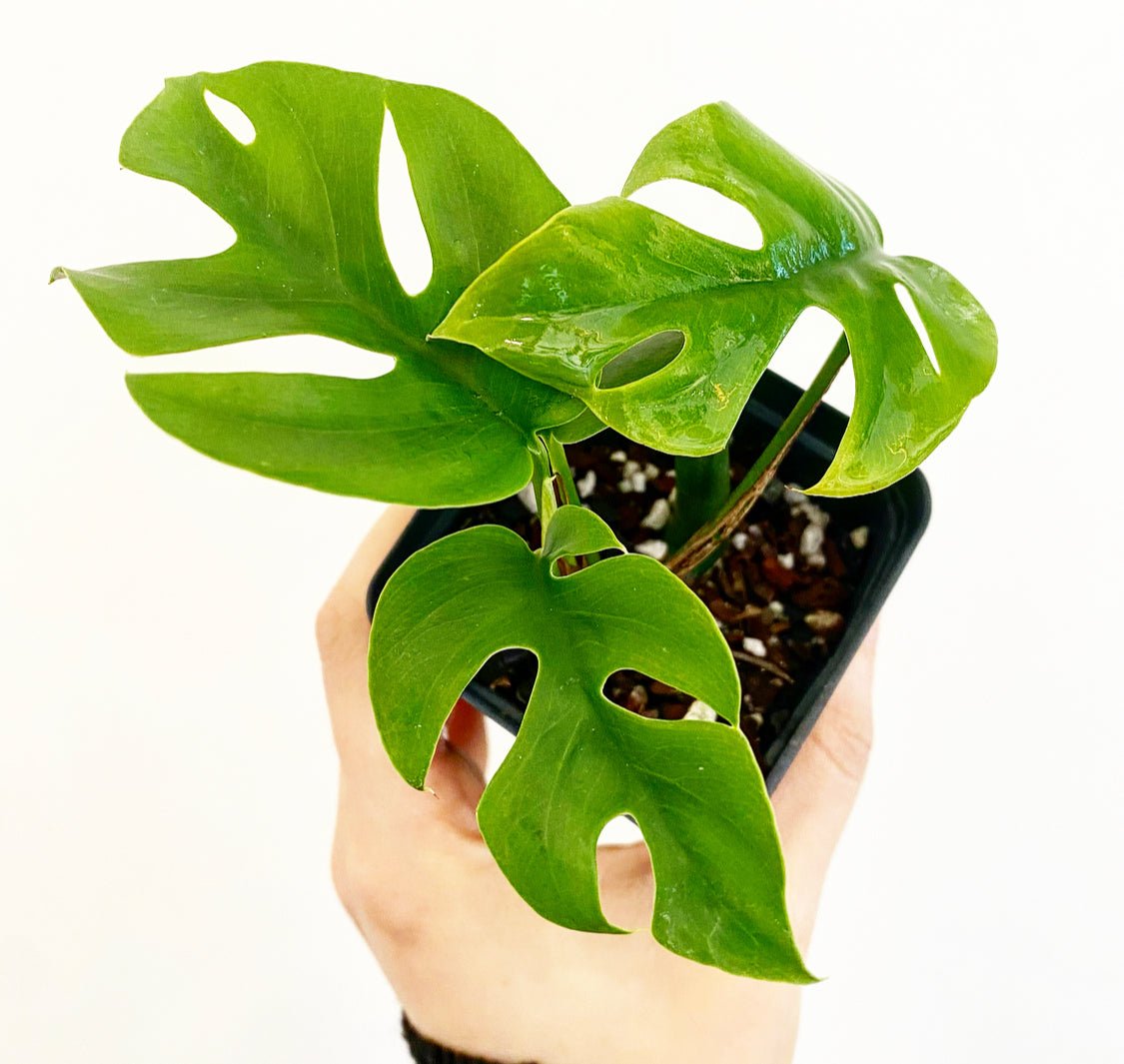 Rhaphidophora tetrasperma - The Plant Lady SF