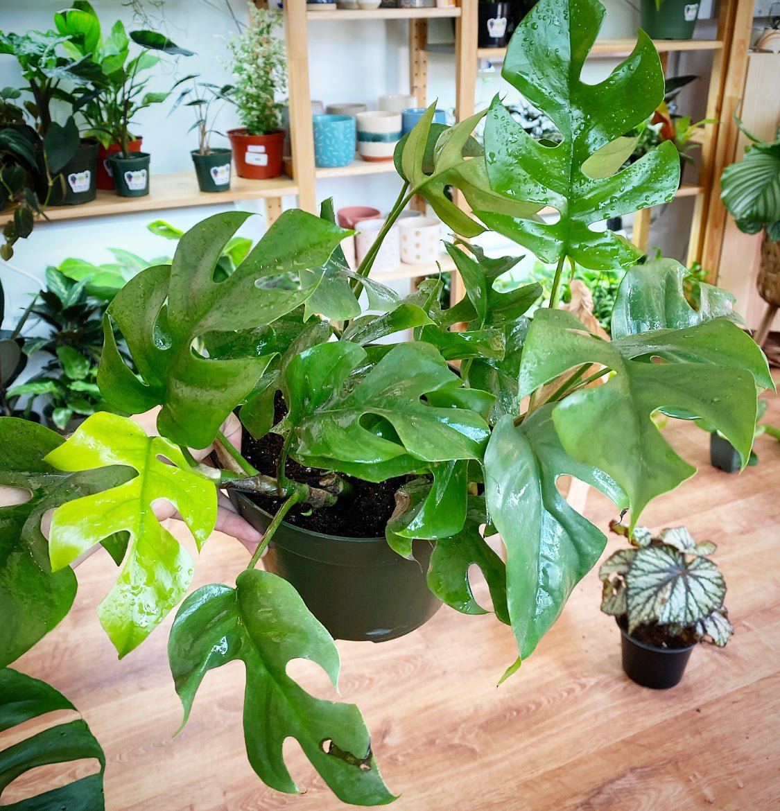 Rhaphidophora tetrasperma - The Plant Lady SF