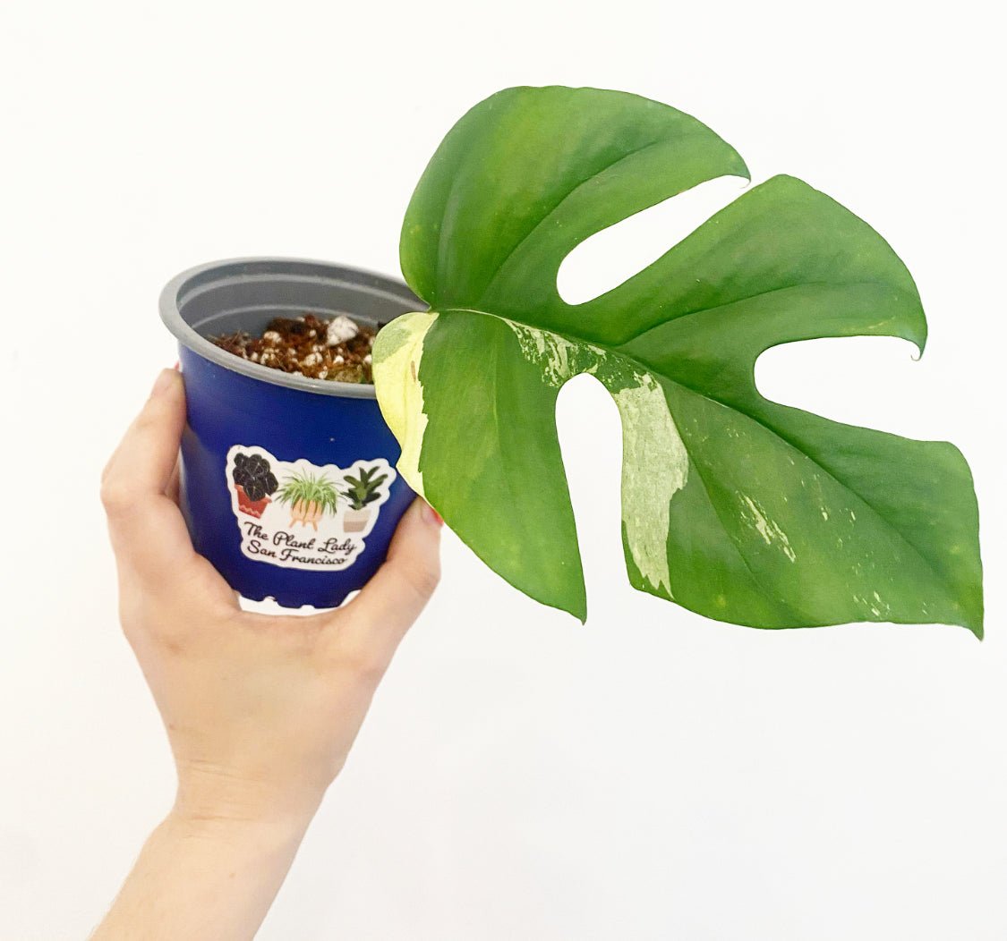 Rhaphidophora tetrasperma variegata ‘Albo’ - The Plant Lady SF