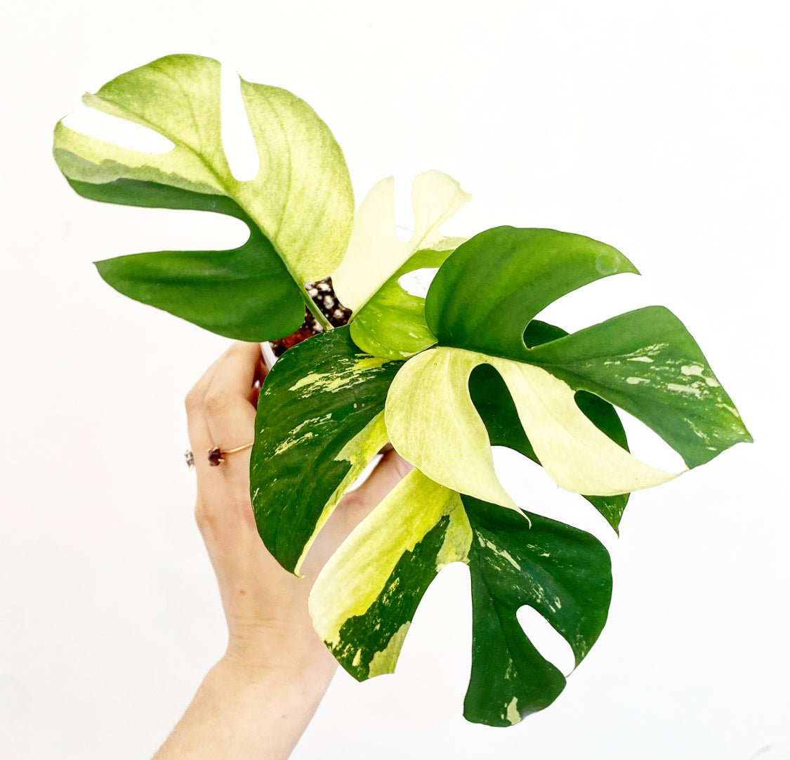 Rhaphidophora tetrasperma variegata ‘Albo’ - The Plant Lady SF