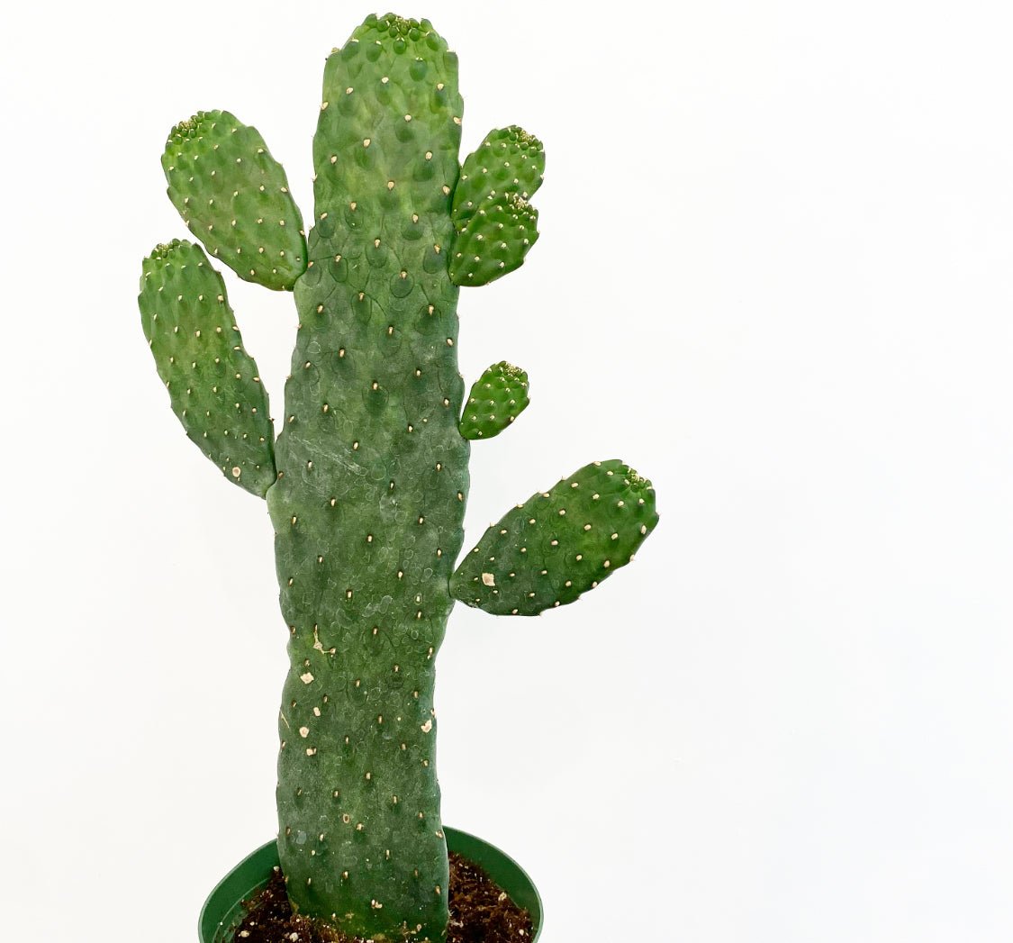 Roadkill Cactus (Consolea rubescens) - The Plant Lady SF