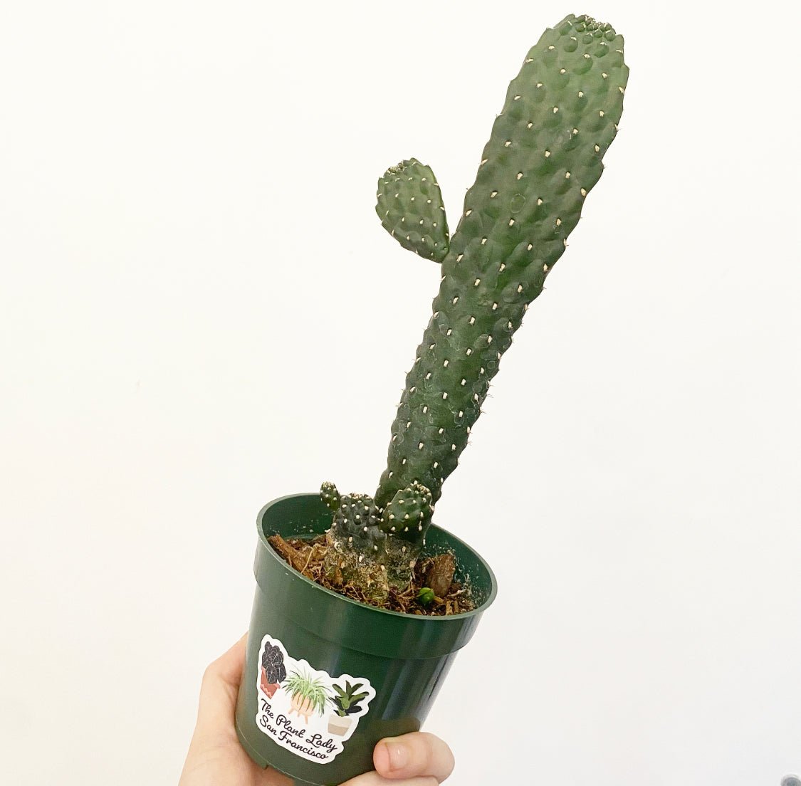 Roadkill Cactus (Consolea rubescens) - The Plant Lady SF