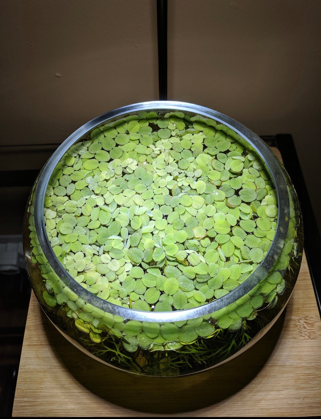 Salvinia minima - The Plant Lady SF