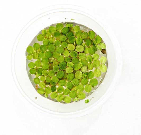 Salvinia minima - The Plant Lady SF