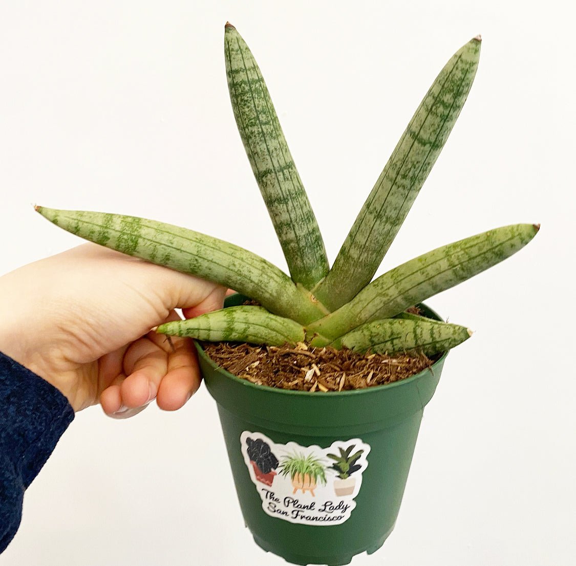 Sansevieria boncellis "Starfish'" - The Plant Lady SF